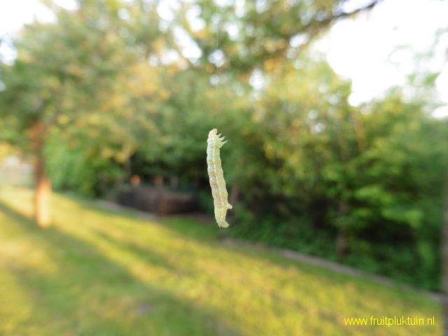 Xentari behandeling rups wintervlinder appel na 5 uur; 12 mei 2018